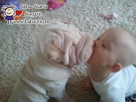 Kutya - baba puszi