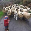 Kis pásztor gyerek